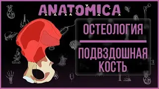 Подвздошная кость / Кости таза / Остеология