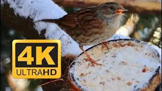 Great Tit , Dunnock , Blackbird , Robin 4K