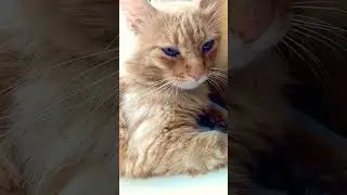 Слежу за Марсиком😘💓 Музыка Автора @simb