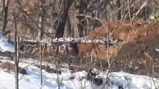 Жестокие кадры  Снайпер уничтожил карателя #ВСУ на #Донбассе