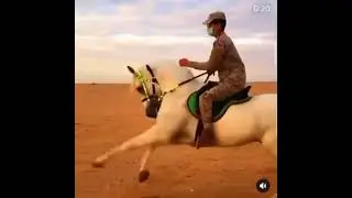 حالات واتس خيل عربي اصيل خيل يرقص حصان فحل يرقص   يا سيدي ودفئنا #حالات_واتس#shorts #خيل  جندي سعودي