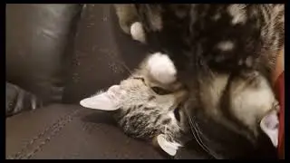 2 kittens hunting each other for 10 minutes