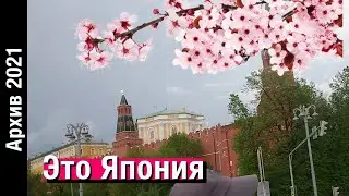 БРЕДОВЛОГ ИЗ "ЯПОНИИ" И "ВЛАДИВОСТОКА" // Архив 2021