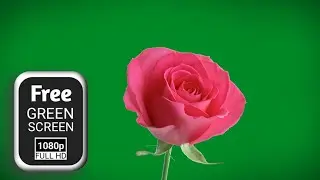 Rose flower green screen effects | green screen flower