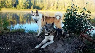 Активное  утро в тайге