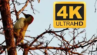 European Green Woodpecker - Picus Viridis 4K  / Canon M6 Mark II , Sigma 150-600mm C /