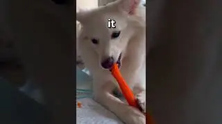 When YOUR DOG Wants Some ICE CREAM 🤣 | Wholesome Animals