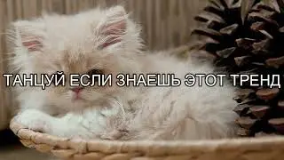 ТАНЦУЙ ЕСЛИ ЗНАЕШЬ ЭТОТ ТРЕНД 2023 ГОДА