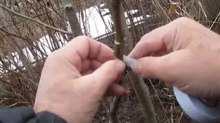 Inoculation of pears in spring