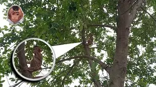 the first time the mickey monkey got loose on a tall tree it didn't even want to come down #monyet