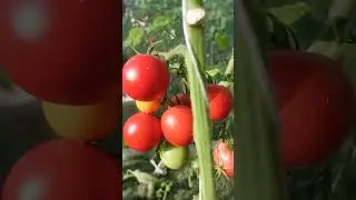Томаты 22.07.23. Дача как хобби.