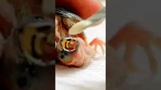 what to feed a baby bird #shorts