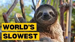 Slowest Animals in the World
