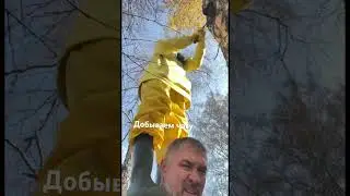 Чагу достаём разными способами) #семья #лес #чага #берёза #осень