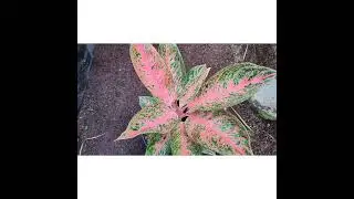 kebun aglonema di aceh pidie