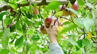 Discover Fall in Albany | Bizi Media Co.