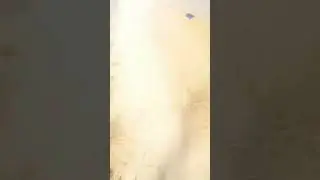 Пошла тарань на Днепре с пляжа в Каменском 