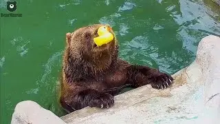 Утиное семейство развлекает Мансура в бассейне🐻🐤/Bear Mansur
