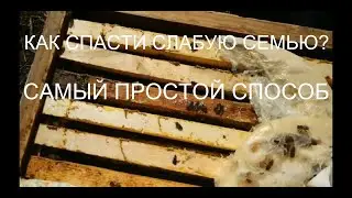 Объединение Пчел ВЕСНОЙ