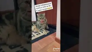 Кот говорящий рот. Когда собираешься гулять, а тебе за 30.