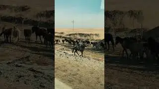 Вы видели как кусаются лошади? Вот почему не стоит стоять у лошади сзади #кони #horse #казахстан