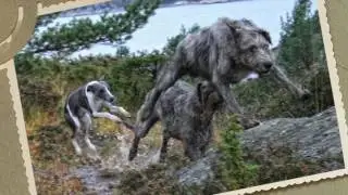 VOFF #1: Verdas største hund