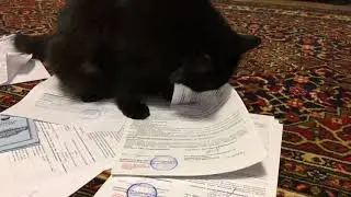 Кот Мэйсон «работает» с документами!