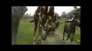 ANIMALI FUGGONO DALLO ZOO !!! PAURA E  PANICO IN UN PAESE