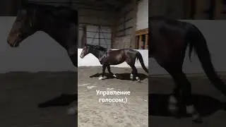 Лео сокращает галоп от голоса 