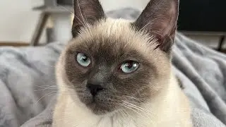 Шутка минутка про мою кошку