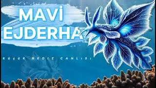 Mavi Ejderha (Glaucus atlanticus): Okyanusun Zarif Avcısı
