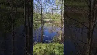 Бушкрафт в лесу  