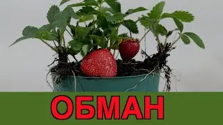 Выращивание клубники из семян. Разоблачение обмана.