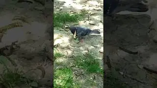 Король голубей,голубь прикол. King of pigeons, dove funny.