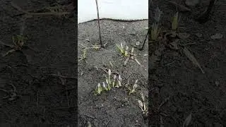 Мои первоцветы 