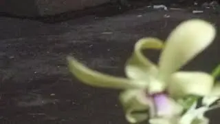 kawok wiwik sedang live sekarang!