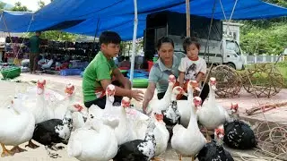 Harvesting ducks at the farm to sell at the country market & Gardening vegetables