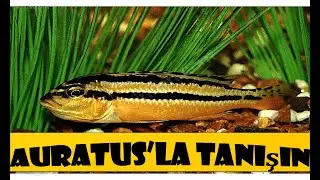 Auratus Balığı Hakkında Herşey . Melonichromis Müthiş Savaşçılar