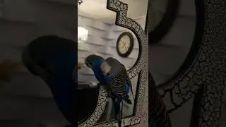 Попугай 🦜@Кеша поет 
