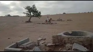 Sindhi horse