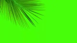 Palm Leaf Animation Green Screen Effects
