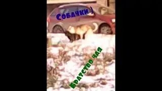Братство чая - Собачки )