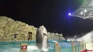 Дельфинарий в Батуми. Грузия Супер видео! Смотреть всем!)))