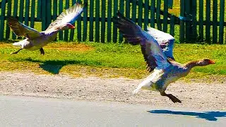 ⚡ Combat Geese / Secret weapon of the Armed Forces of Ukraine ⚡