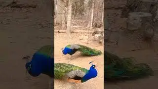 Peacock video||Peacock🦚🦚 call||#shorts #peacock #call