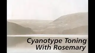 #DIY Toning Cyanotypes With Rosemary