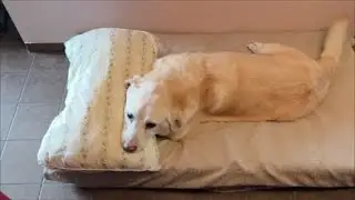 Vika stinks...!