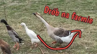 Drób na stan 11.01.2024 (Archiwa)
