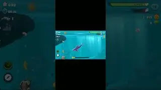 акула 🦈🦈🦈🦈