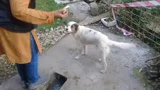 Little Pookie's food time/chicken feet/meat/bread/Mountain village/Nature Buddies usa uk anime vlog